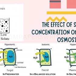 The Effect of Sucrose Concentration on the Rate of Osmosis