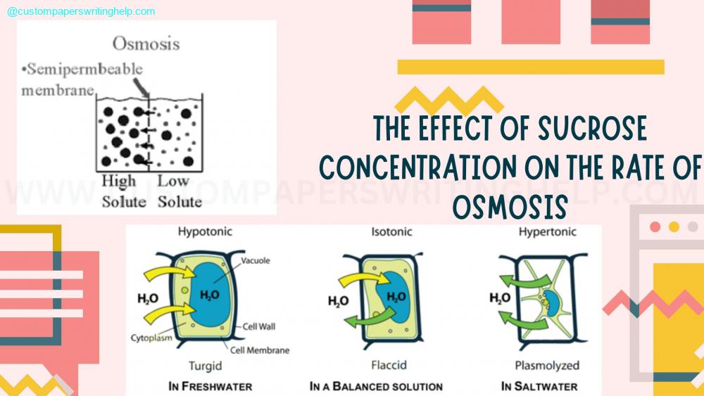 The Effect of Sucrose Concentration on the Rate of Osmosis